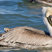 Brown Pelican